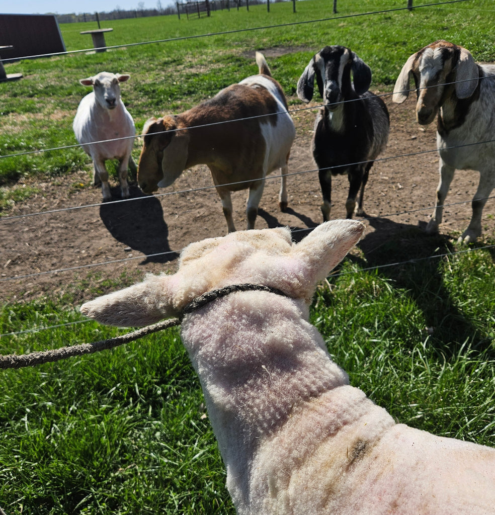 Cheese, Cows & Spring Planting 5.13.26